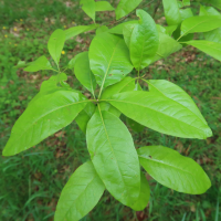 Quercus imbricaria (Chêne à feuilles de laurier du Nord, Chêne à bardeaux)
