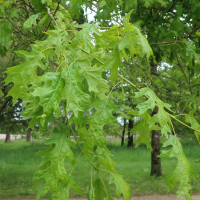 Quercus shumardii (Chêne de Shumard)