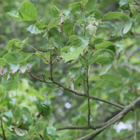 Quercus variabilis (Chêne-liège de Chine)
