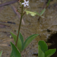 menyanthes_trifoliata6md