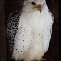 Falco rusticolus (Faucon gerfaut)
