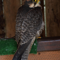 Falco biarmicus (Faucon lanier)