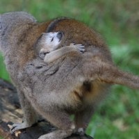 eulemur_coronatus6bd (Eulemur coronatus)