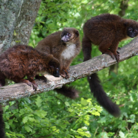 eulemur_rubriventer2md (Eulemur rubriventer)