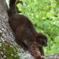 eulemur_rubriventer3bd (Eulemur rubriventer)