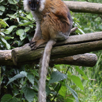 Eulemur macaco (Lémur noir)