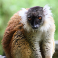 eulemur_macaco3md (Eulemur macaco)