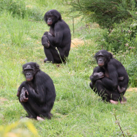 Pan paniscus (Bonobo)