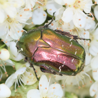 cetonia_aurata9md (Cetonia aurata)