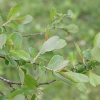 salix_atrocinerea1md (Salix atrocinerea)