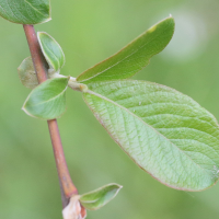 Salix atrocinerea (Saule roux, Saule à feuilles d'olivier)