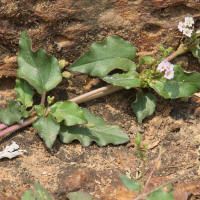 boerhavia_diffusa6bd (Boerhavia diffusa)