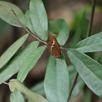 Faunis eumeus ('Large faun' (Grand faune))