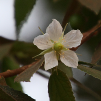 Muntingia calabura (Calabure soyeux, Cerisier de la Jamaïque)