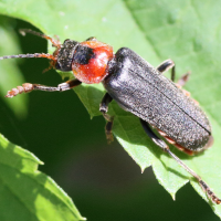 cantharis_fusca3md