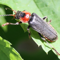 cantharis_fusca3md (Cantharis fusca)