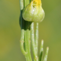 Contarinia nasturti (Cécidomyie du chou-fleur)