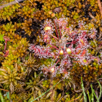 drosera_longifolia2sd (Drosera longifolia)