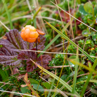 Rubus chamaemorus (Mûre arctique, Plaquebière, Ronce des tourbières)