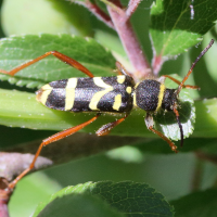 clytus_arietis3md (Clytus arietis)