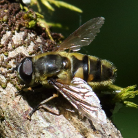 eristalis_interrupta4bd (Eristalis nemorum)