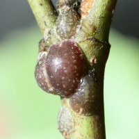 Parthenolecanium corni (Cochenille, Lécanine du cornouiller)