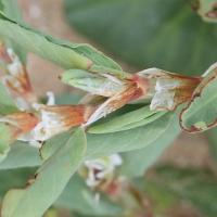 polygonum_maritimum7md