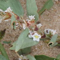 polygonum_maritimum8md