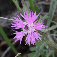 centaurea_aspera5md (Centaurea aspera)