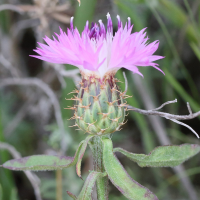 centaurea_aspera6md (Centaurea aspera)