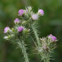 carduus_pycnocephalus4bd (Carduus pycnocephalus)