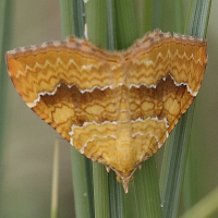 camptogramma_bilineata5bd (Camptogramma bilineata)