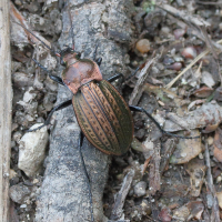 carabus_cancellatus5md (Carabus cancellatus)