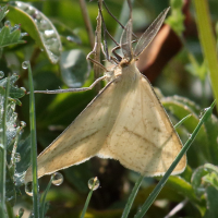 aspitates_gilvaria4bd (Aspitates gilvaria)