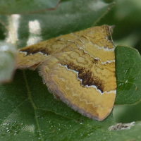 camptogramma_bilineata6bd (Camptogramma bilineata)