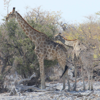 giraffa_camelopardalis_angolensis1md