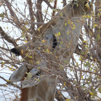 giraffa_camelopardalis_angolensis5md