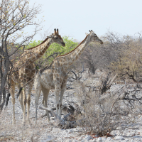 giraffa_camelopardalis_angolensis6md