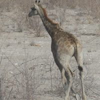 giraffa_camelopardalis_angolensis7md