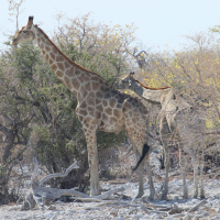 Giraffa giraffa (Girafe du Sud)