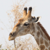 giraffa_giraffa_angolensis4md
