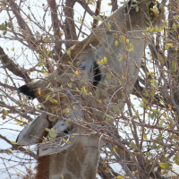 giraffa_giraffa_angolensis5md
