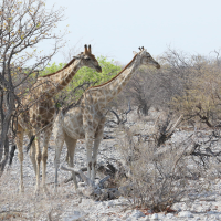 giraffa_giraffa_angolensis6md
