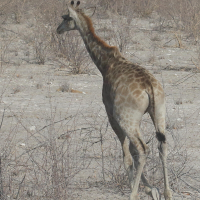 giraffa_giraffa_angolensis7md