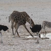 giraffa_giraffa_angolensis8md