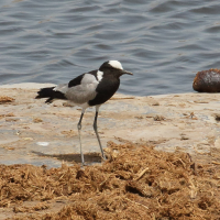 vanneau_arme_-_vanellus_armatus6bd (Vanellus armatus)