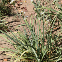 allium_neapolitanum5md (Allium neapolitanum)