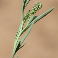 coronopus_integrifolius2md (Coronopus integrifolius)