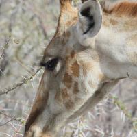 giraffa_camelopardalis_angolensis3md