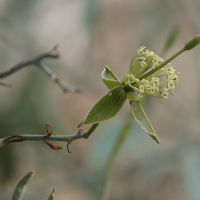 maerua_juncea4md